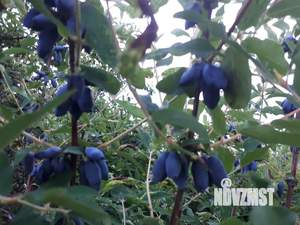 Дом 40м², 2-этажный, на длительный срок,