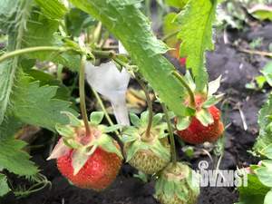 Дом 42м², 2-этажный, участок 6 сот.