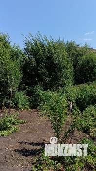 Дом 90м², 2-этажный, участок 545 сот.