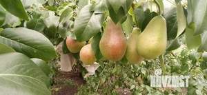 Дача 35м², 1-этажный, участок 6 сот.