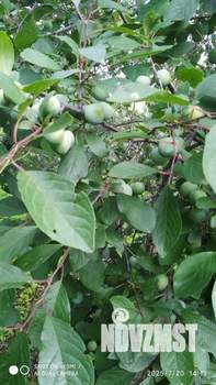 Дом 10м², 2-этажный, участок 4 сот.