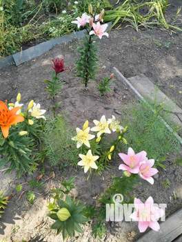 Дом 34м², 2-этажный, участок 6 сот.