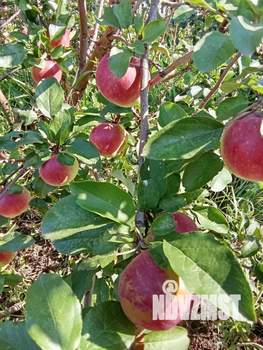 Дом 24м², 1-этажный, участок 5 сот.