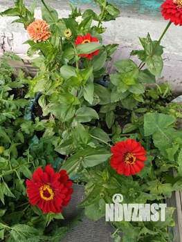 Дом 71м², 1-этажный, участок 3 сот.