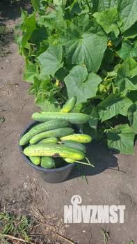 Дом 65м², 1-этажный, участок 5 сот.