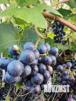 Дача 20м², 1-этажный, участок 10 сот.