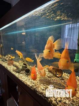 Дом 49м², 1-этажный, участок 2 сот.