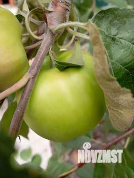 Коттедж 117м², 2-этажный, участок 8 сот.