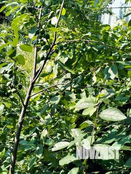 Дом 34м², 2-этажный, участок 6 сот.