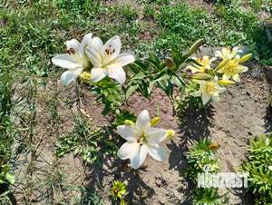 Дом 34м², 2-этажный, участок 6 сот.