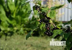 Дом 10м², 1-этажный, участок 7 сот.