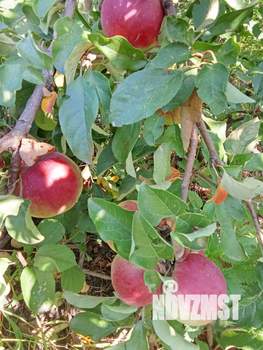 Дом 24м², 1-этажный, участок 5 сот.