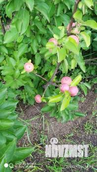 Дом 10м², 2-этажный, участок 4 сот.