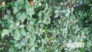 Дом 10м², 2-этажный, участок 4 сот.