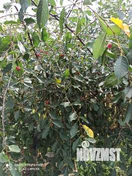 Дом 37м², 2-этажный, участок 5 сот.