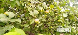 Дом 35м², 1-этажный, участок 6 сот.