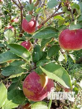 Дом 24м², 1-этажный, участок 5 сот.