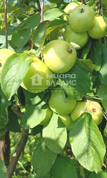 Дом 38м², 2-этажный, участок 10 сот.