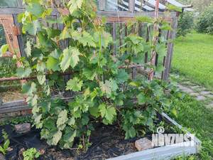 Дача 20м², 1-этажный, участок 10 сот.