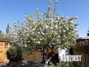 Дача 21м², 1-этажный, участок 4 сот.