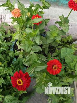 Дом 71м², 1-этажный, участок 3 сот.