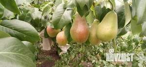 Дача 35м², 1-этажный, участок 6 сот.