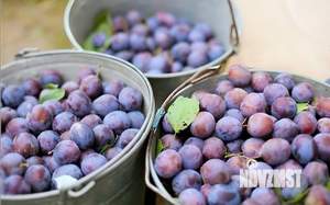 Дом 10м², 1-этажный, участок 7 сот.