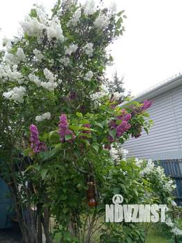 Дача 21м², 1-этажный, участок 4 сот.