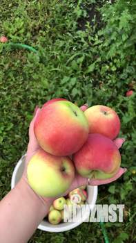 Дом 17м², 1-этажный, участок 5 сот.