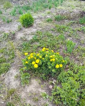 Дом 29м², 1-этажный, участок 6 сот.