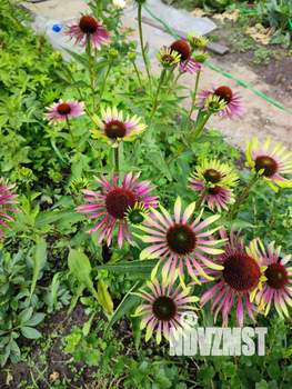 Дом 50м², 1-этажный, участок 6 сот.