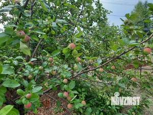 Дом 32м², 2-этажный, участок 7 сот.