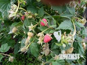 Дача 70м², 2-этажный, участок 6 сот.  