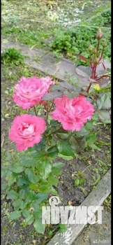 Дом 30м&sup2;, 1-этажный, участок 6 сот.  