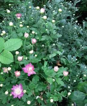 Дом 72м&sup2;, 1-этажный, участок 6 сот.  