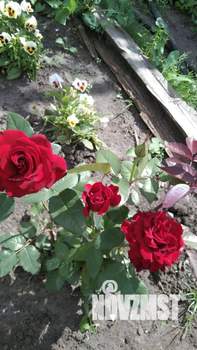 Дом 26м&sup2;, 1-этажный, участок 4 сот.  