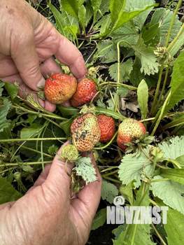 Дача 30м², 2-этажный, участок 7 сот.  