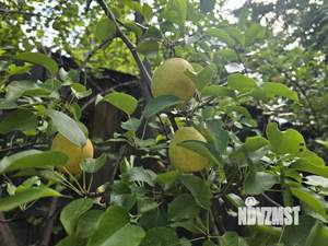 Дом 25м&sup2;, 1-этажный, участок 4 сот.  