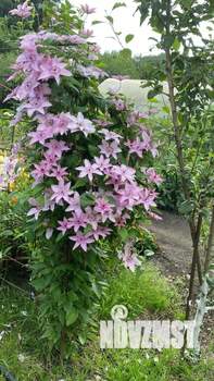 Дом 30м&sup2;, 1-этажный, участок 6 сот.  