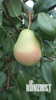 Дом 26м&sup2;, 1-этажный, участок 4 сот.  