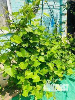 Дом 35м&sup2;, 2-этажный, участок 4 сот.  