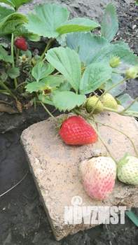 Дом 26м&sup2;, 1-этажный, участок 4 сот.  