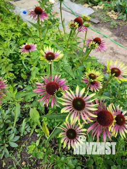 Дом 50м&sup2;, 1-этажный, участок 6 сот.  