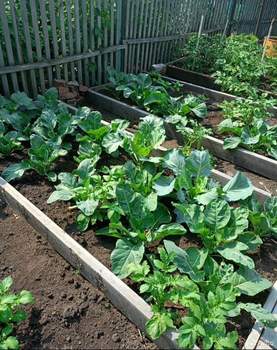 Дом 31м&sup2;, 1-этажный, участок 5 сот.  