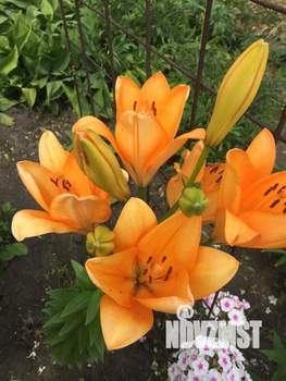 Дом 60м&sup2;, 2-этажный, участок 7 сот.  