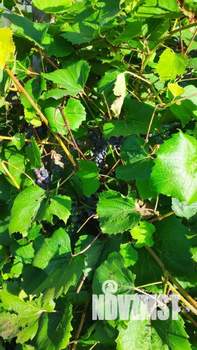 Дом 30м&sup2;, 1-этажный, участок 5 сот.  