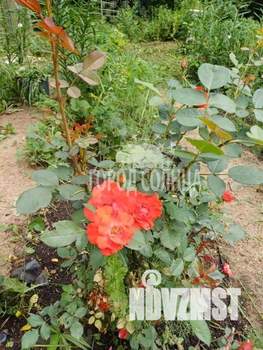 Дом 30м&sup2;, 1-этажный, участок 7 сот.  