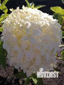 Дом 25м², 1-этажный, участок 480 сот.  