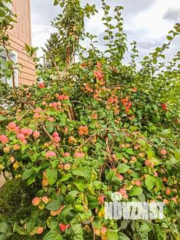 Дом 90м&sup2;, 2-этажный, участок 5 сот.  