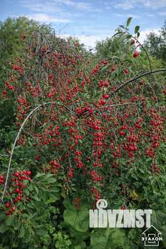 Дом 70м&sup2;, 2-этажный, участок 7 сот.  